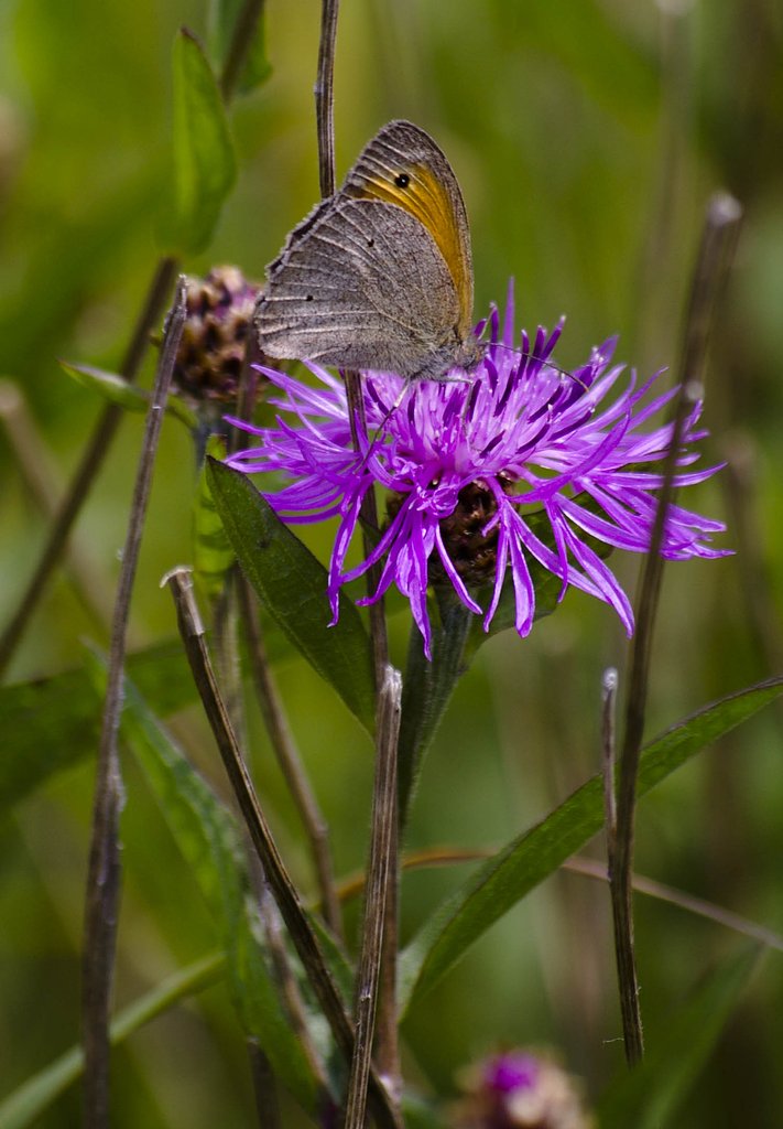 Scene with the butterfly.