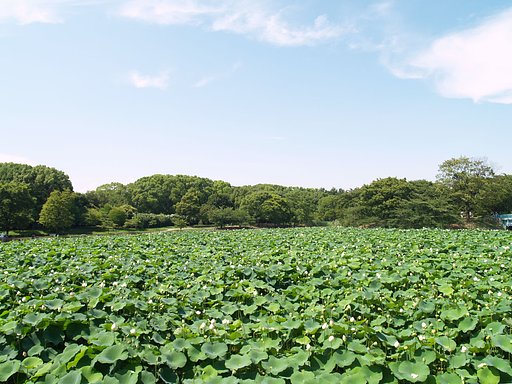 蓮池