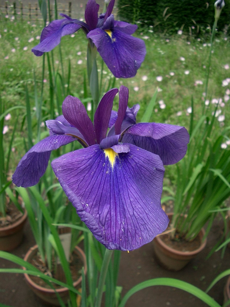 〜花菖蒲〜