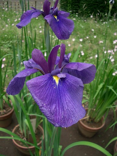 〜花菖蒲〜