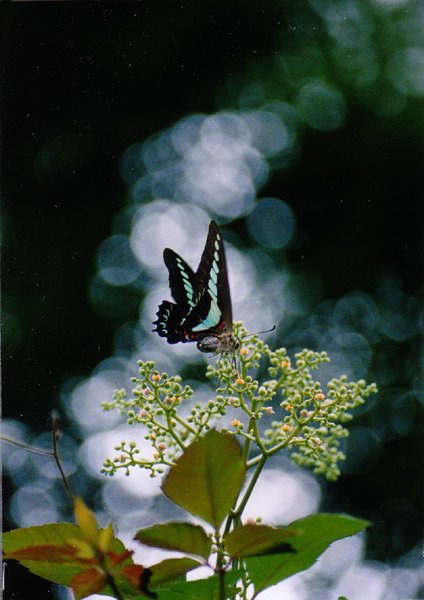 アオスジアゲハ…なんとか【Ｓｉｌｖｅｒ】？