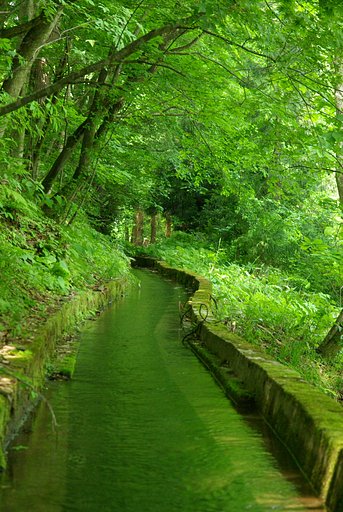 森の水路
