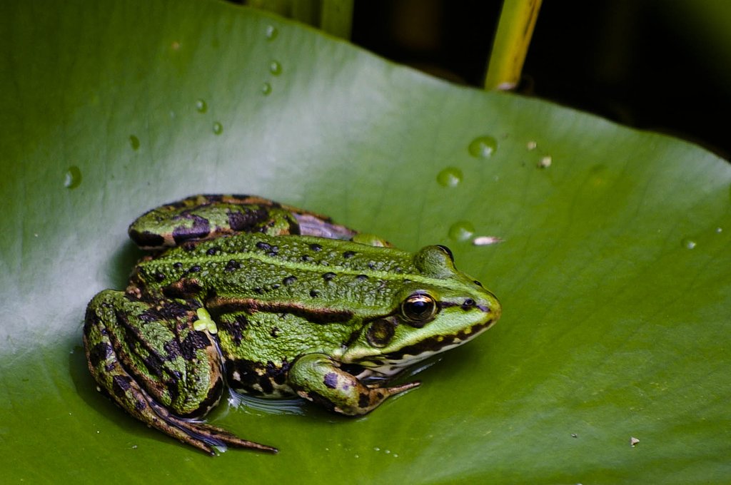 Rana esculenta