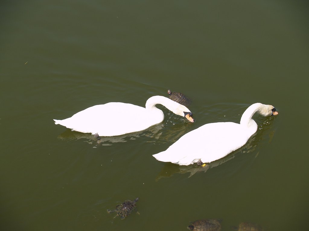 亀さん鳥さん