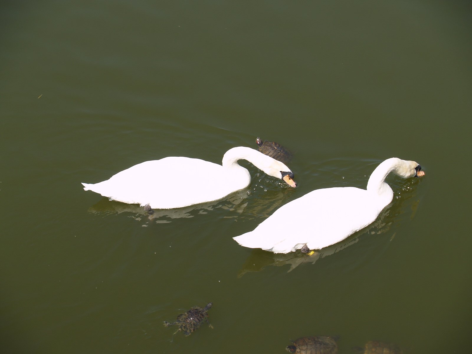 亀さん鳥さん