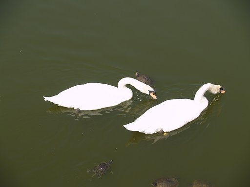 亀さん鳥さん
