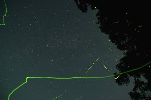 夏の星座と蛍