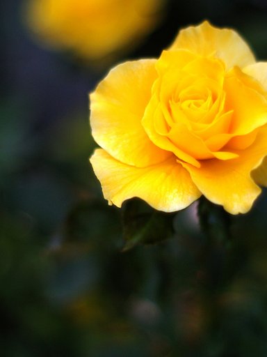 １９時３分の薔薇