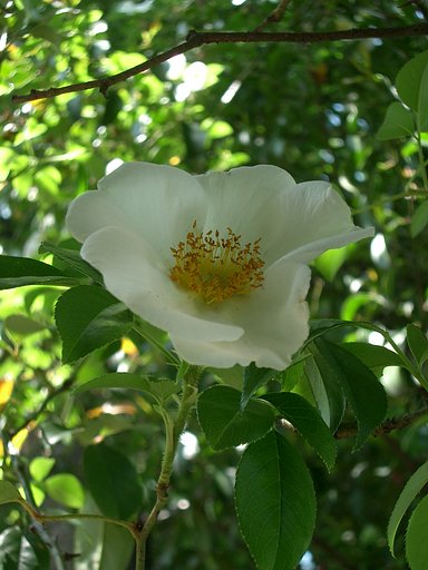 〜ナニワイバラ（難波薔薇）〜