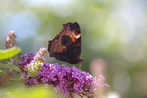 butterfly