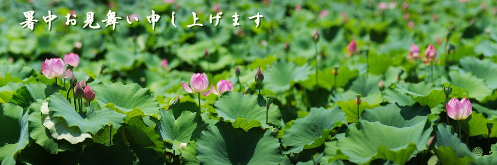 暑中お見舞い申し上げます！