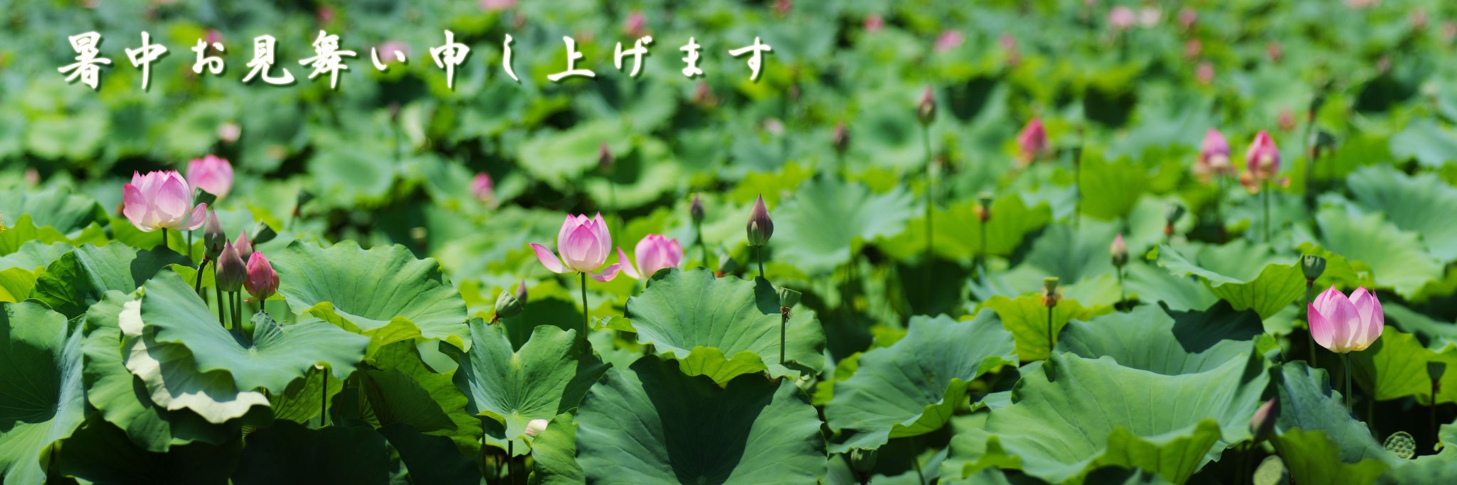 暑中お見舞い申し上げます！