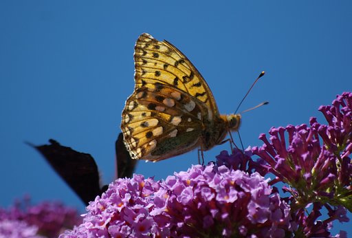 Motyl 3