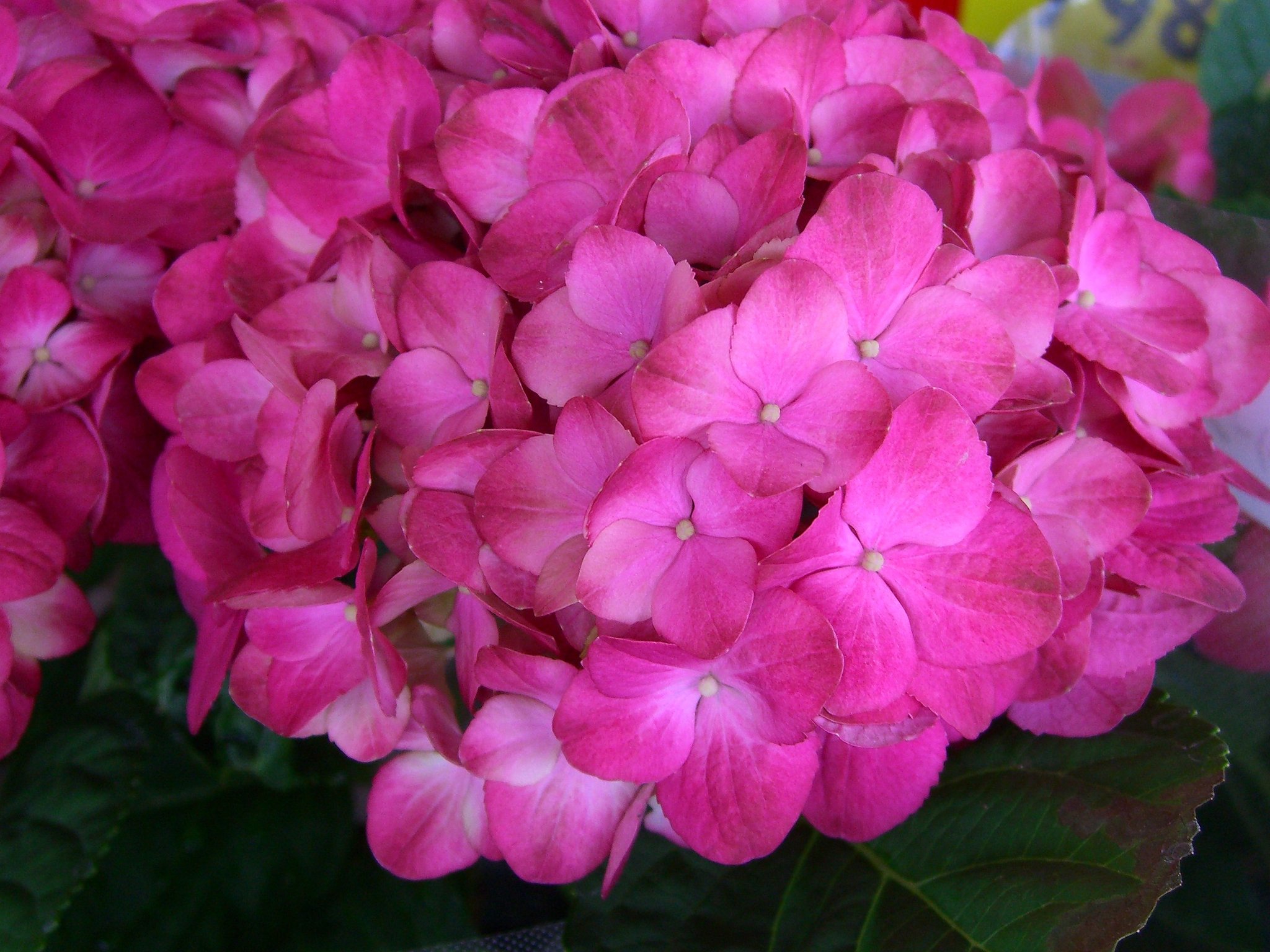 売場の花-8　アジサイ