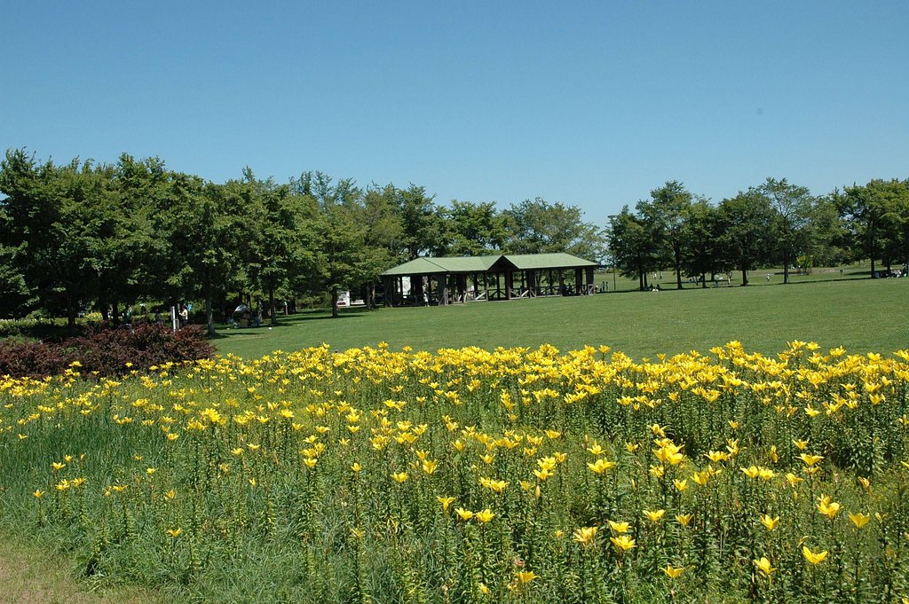ユリばかりの公園です