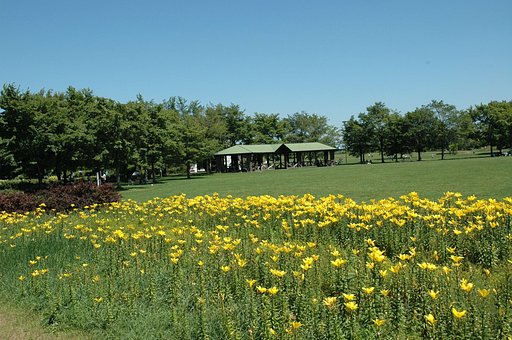 ユリばかりの公園です
