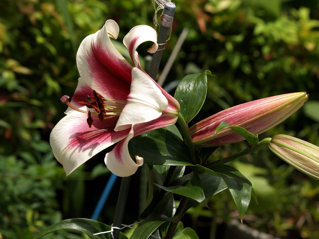 百合１