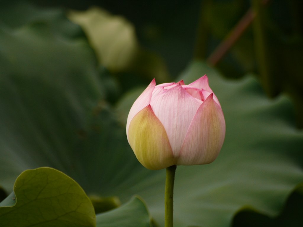 蓮の花