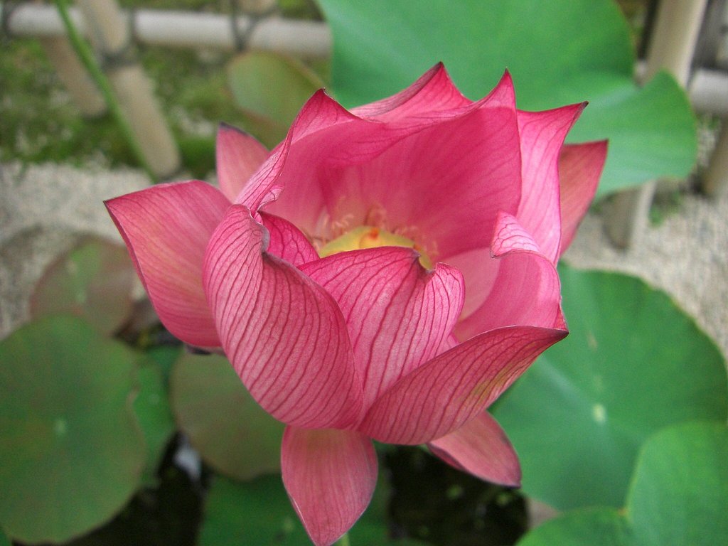 ハスの花