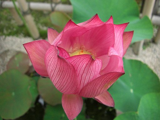 ハスの花