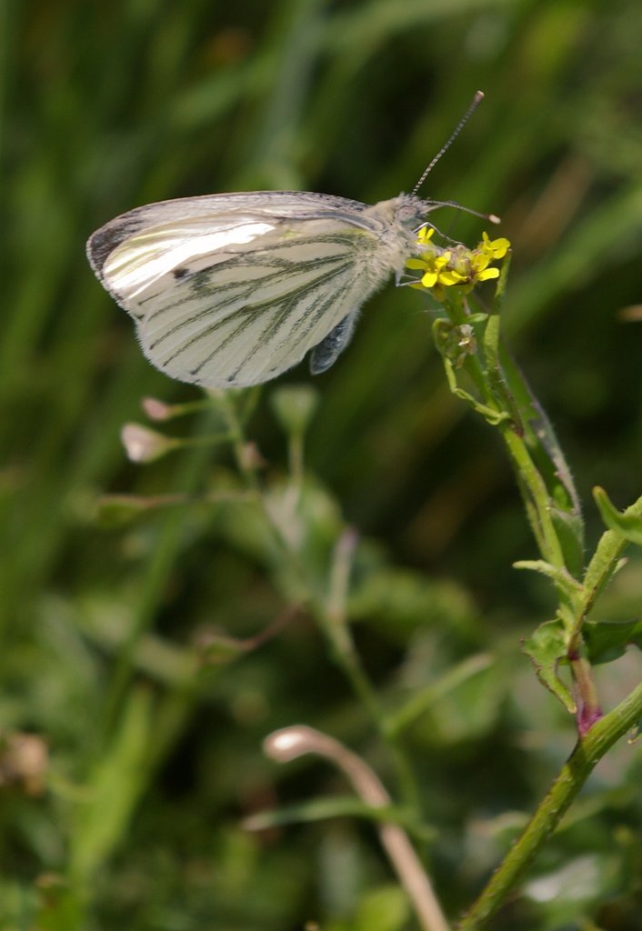 butterfly