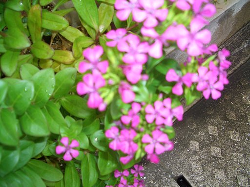 ナツナデシコ