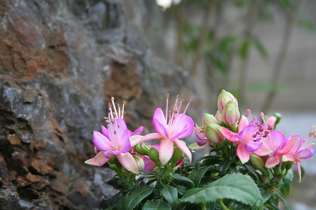 庭の花