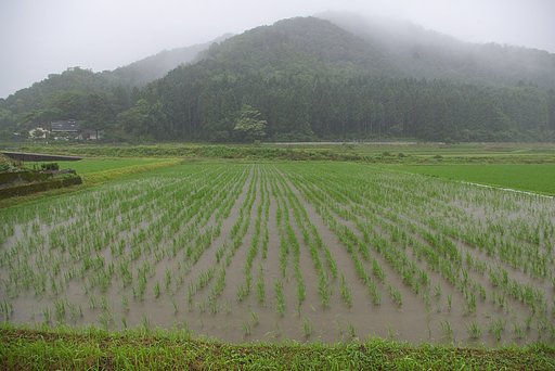 田んぼも横殴りの大雨！