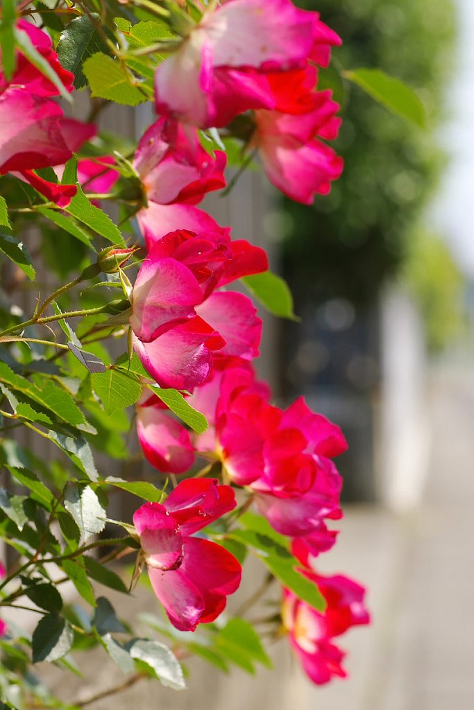 壁に咲く薔薇