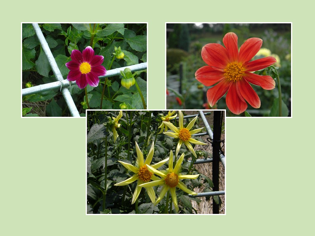 町田ダリア園 開園中（小振りの花）
