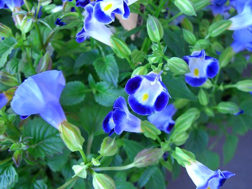 売り場の花-トレニア