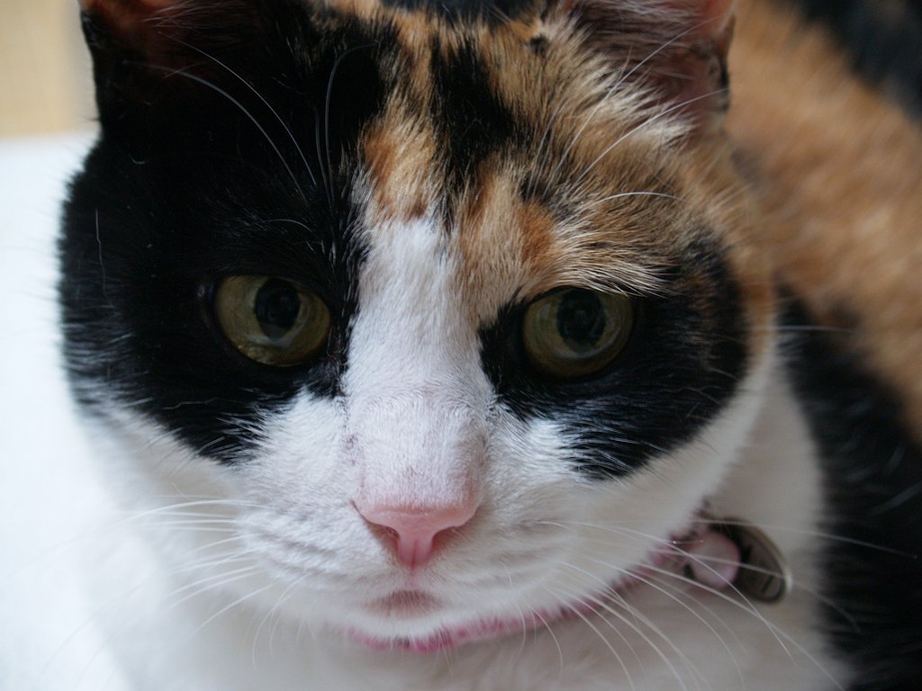 ねこさんは暑さに強い？