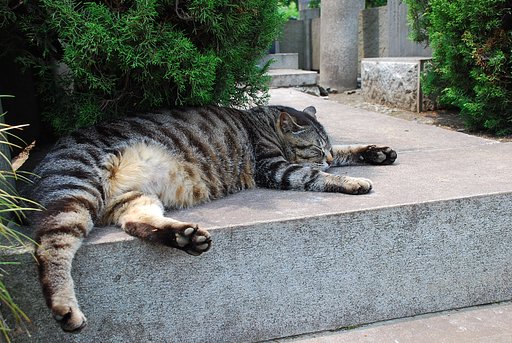 谷中の爆睡猫