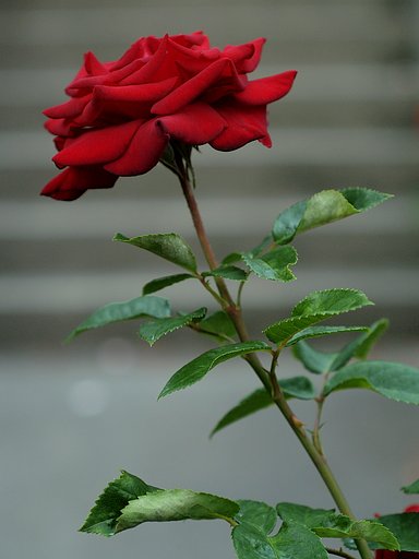 公園の薔薇