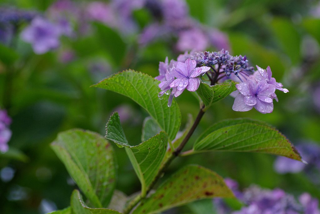雨の紫陽花