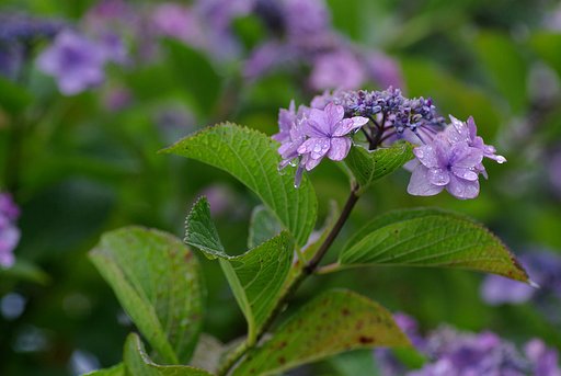雨の紫陽花