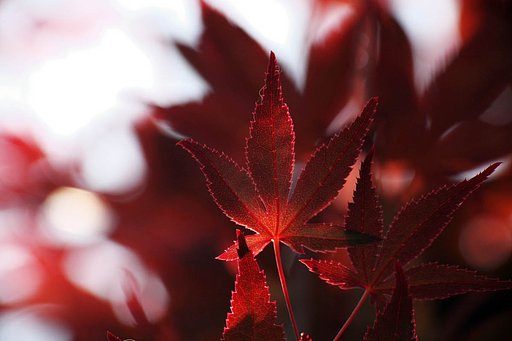 灯火