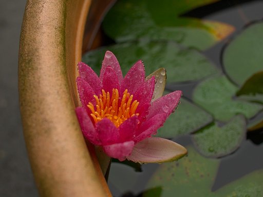 睡蓮