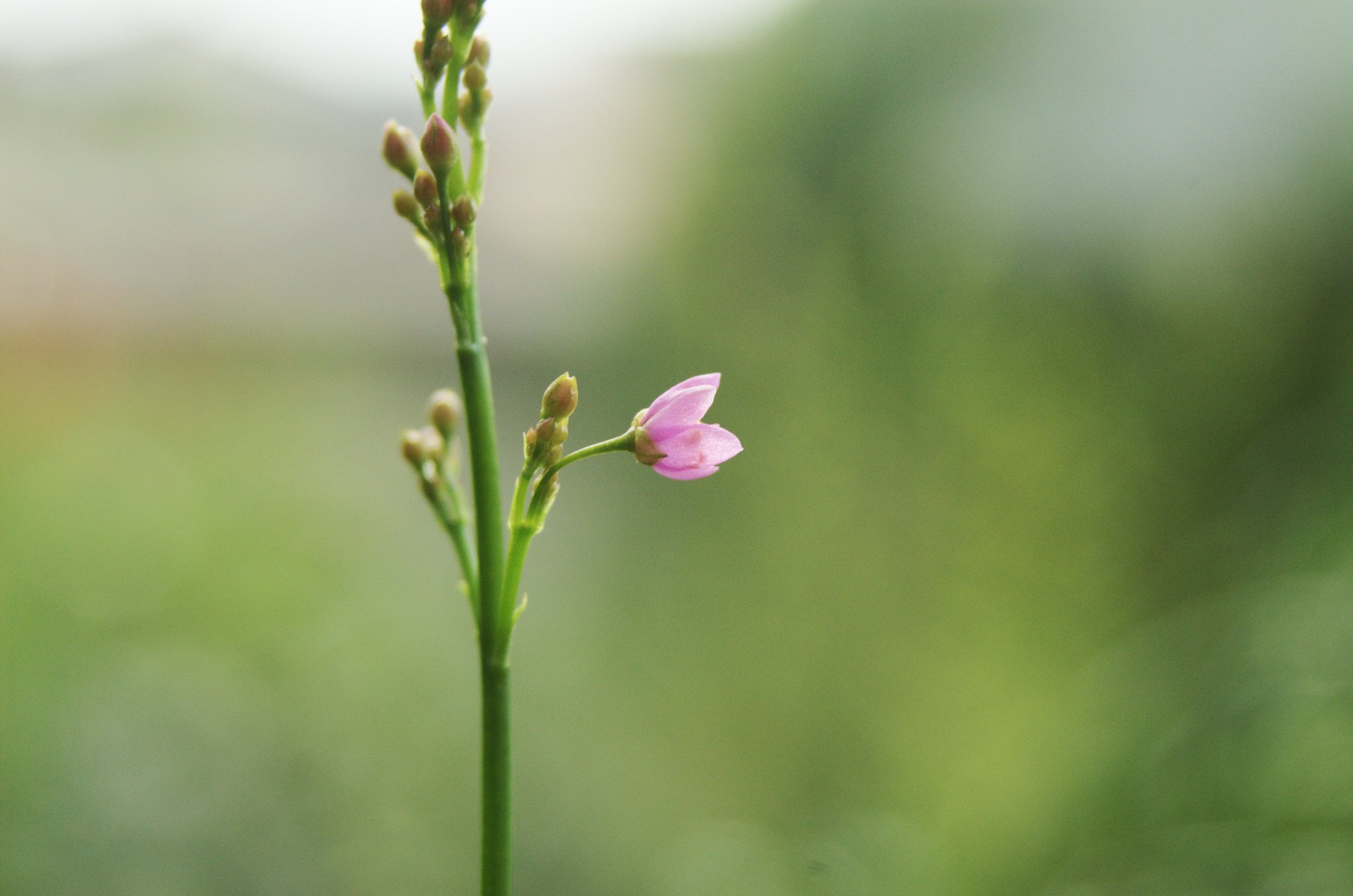 花一輪