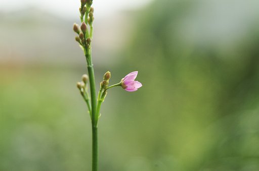 花一輪