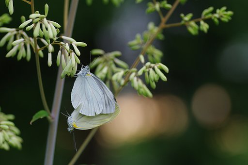 新しい命への期待
