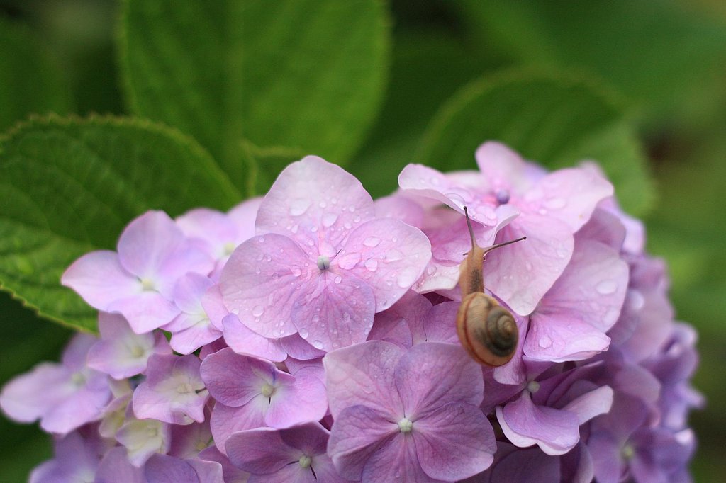 紫陽花と私