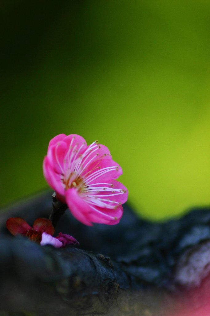紅梅