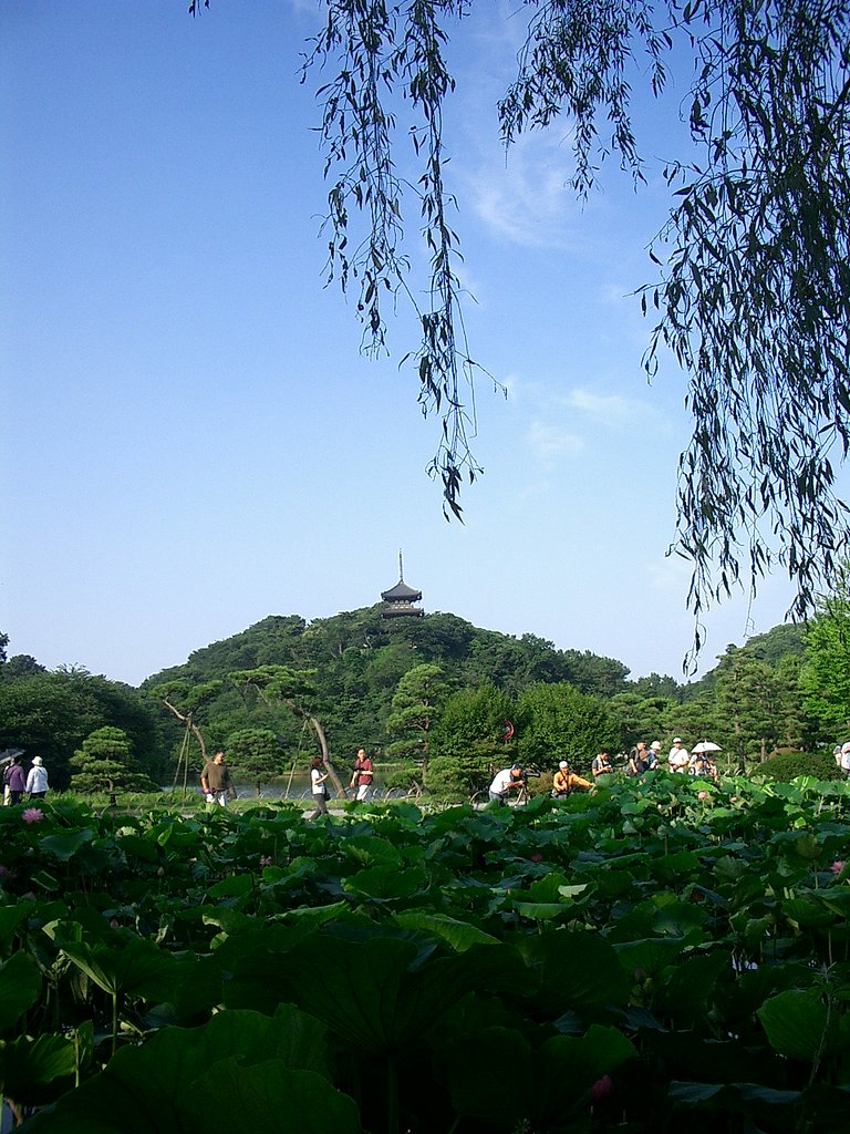〜横浜三渓園　早朝観蓮会〜