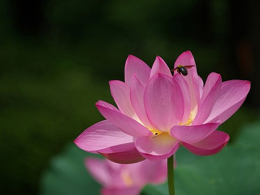 蓮に萌え