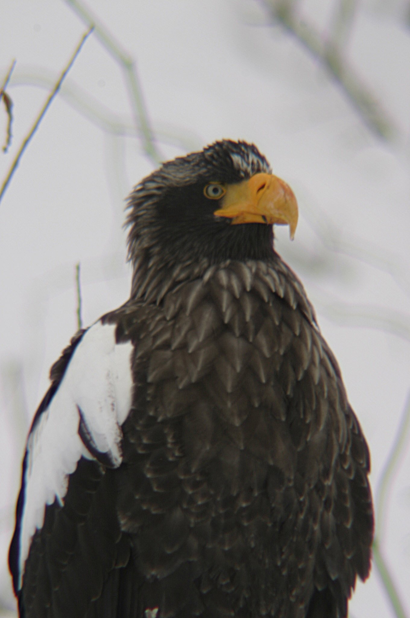 オオワシ