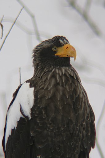 オオワシ