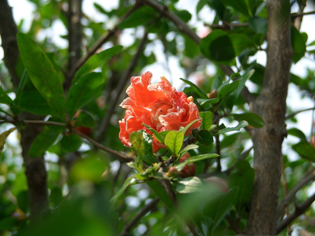 庭の花⑬
