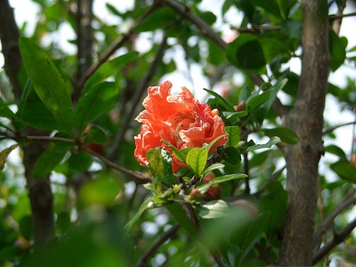 庭の花⑬