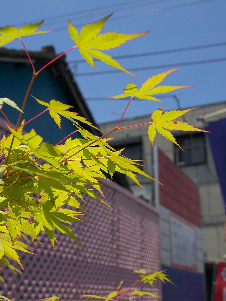 久しぶりに青空^^;